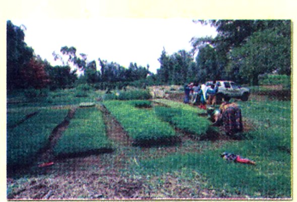 Women's group running a seedling nursery