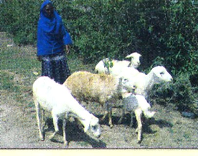 A farmer with sheep being fattened for market